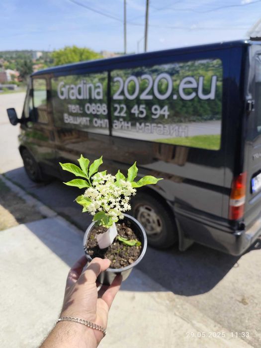 Бъз - Бял   Разсад