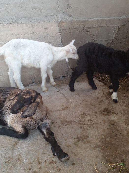 лактар сатылады козлята