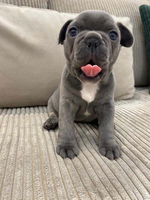 Френски булдог - френски булдочета