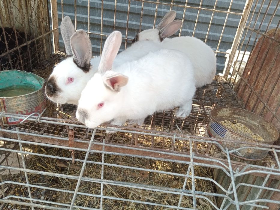 Продам кроликовНаходятся в станции Шамалган