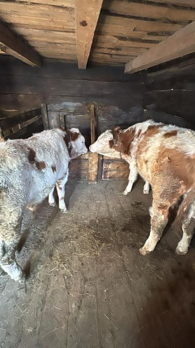 Vând taurasi pereche de șapte luni