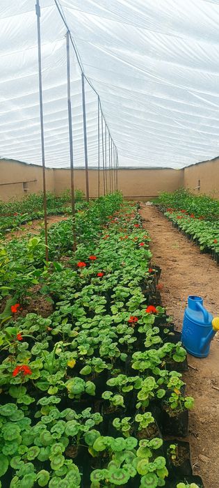 Gulllar sotiladi geran