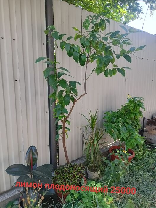 Продам . Маракуя