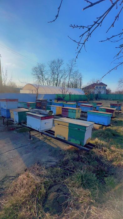 Vând albine cu tot cu stupi