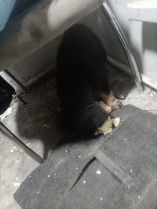 Отдам щенят бесплатно