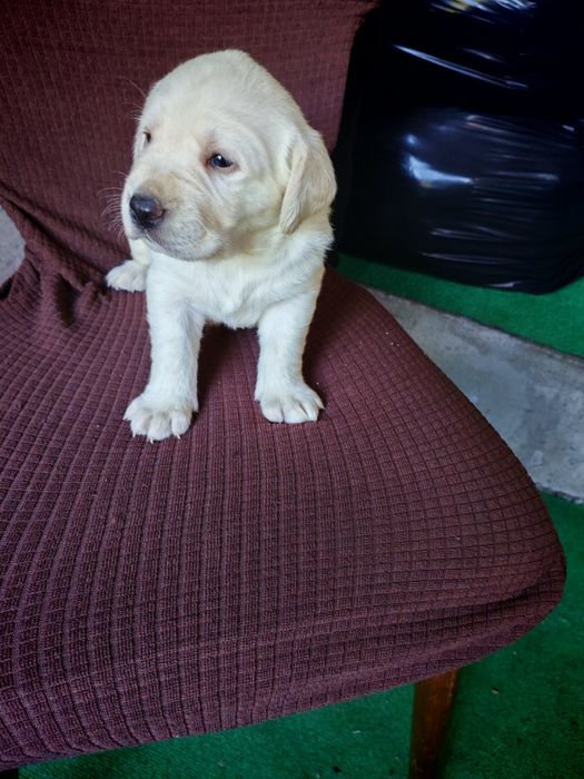 Băiețel Labrador Retriever cu pedigree TIP A FCI