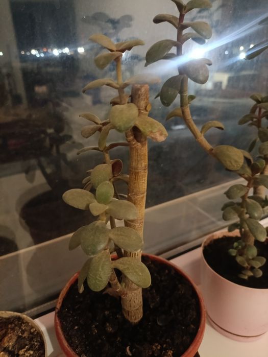 Толстянка, денежное дерево и хлорофитум