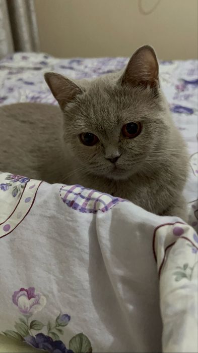 Продам стерилизованную кошку