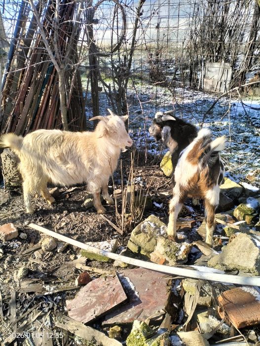 Vând țap Rasă: metis (Carpatină × Alpină / Anglo-Nubian)