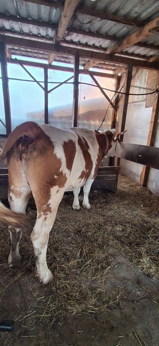 Vaca baltata românească de vanzare