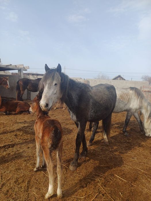 Кобыла с жеребенком