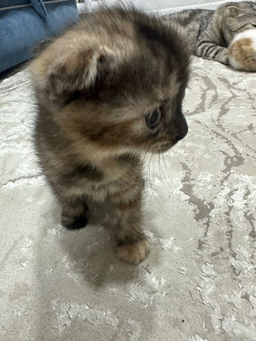 Отдам котенка 1 месяц