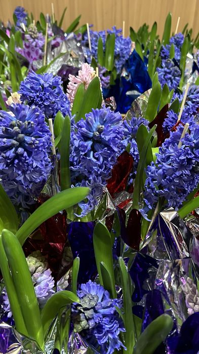 Геацинт  весенний цветок