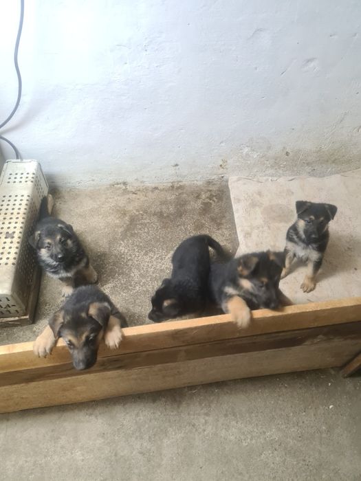 Щенк Немецкие Овчарки