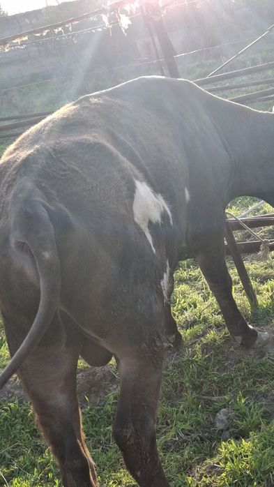 Швет навослар сотилди 2та бир жойда буйи 130дан зиёд , соглом 100%