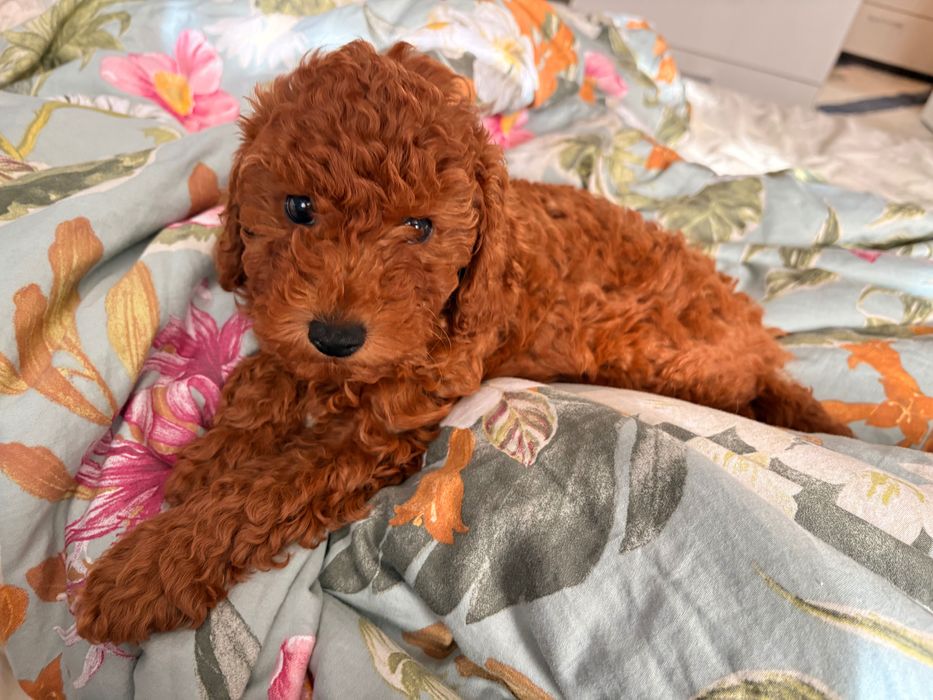 Женски Мини пудел Red apricot