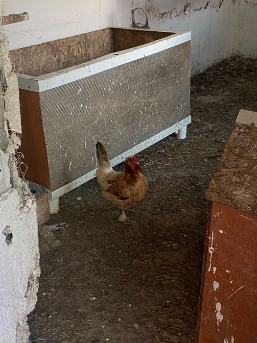 Срочно продам Тауық Кур Куриц