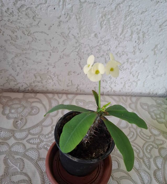 Стайно цвете Исусов Венец