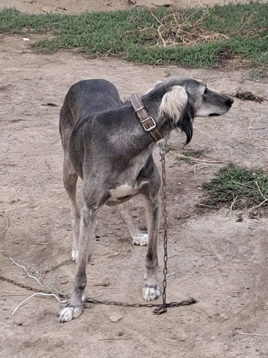 Тазы ургашы сатыладыы