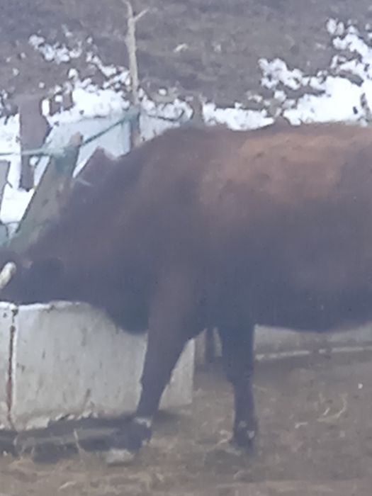 Сиыр бұқа корова сатылады