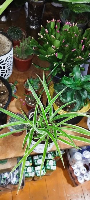 Продам хлорофитум