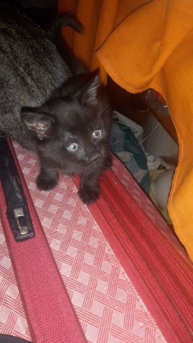 Отдам котят в хорошие руки