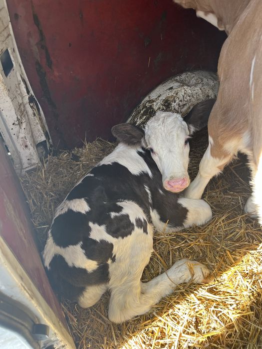 De vanzare vitei 2-10 saptamsnj