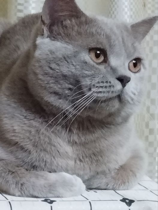 Кот для вязки шатландской пароды, лиловый  ,киргили пеликаны