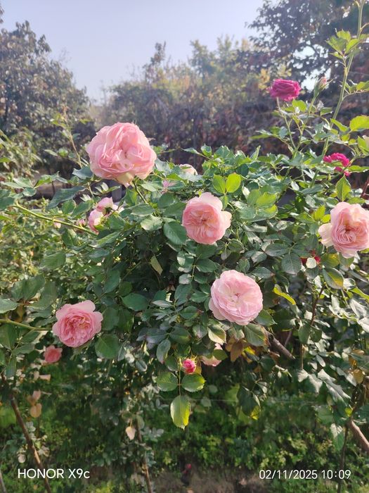 Штамповий роза гулларимиз сотувга таййор. 1-2-3 йиллик