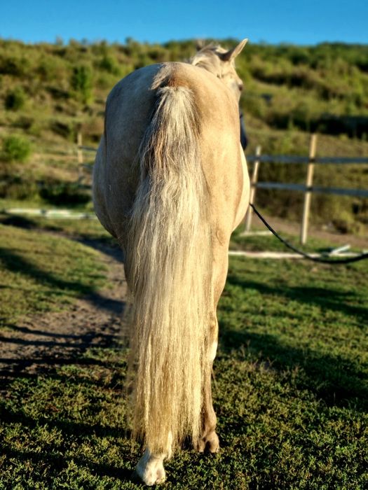 Vând metis andaluz (echitatie, agrement)