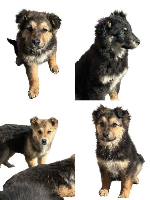 Щенки в добрые руки