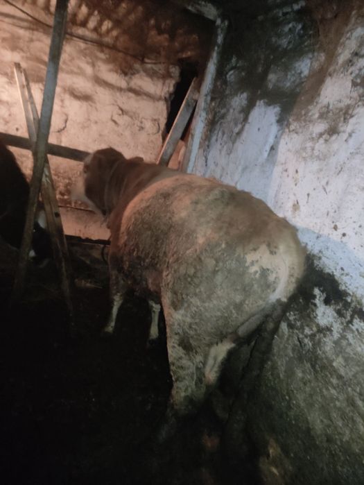 Бычки откорм жирный