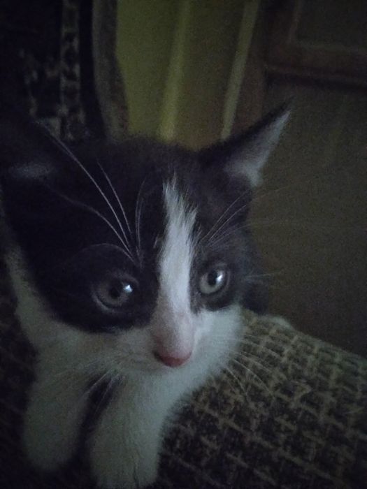 Красивый котёнок.