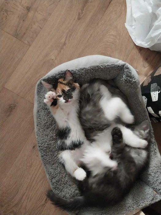 Котята бесплатно