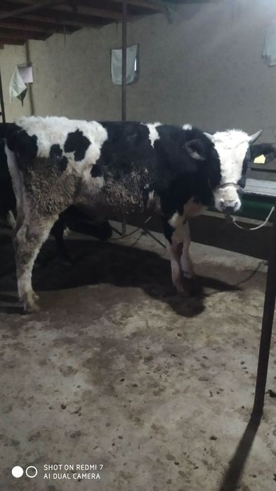 Buqalar sotiladi, 1.5 yosh, 22 mln so'mdan yana kelishiladi.