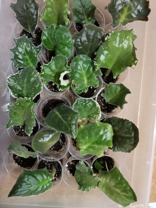 Продам Сортовые фиалки