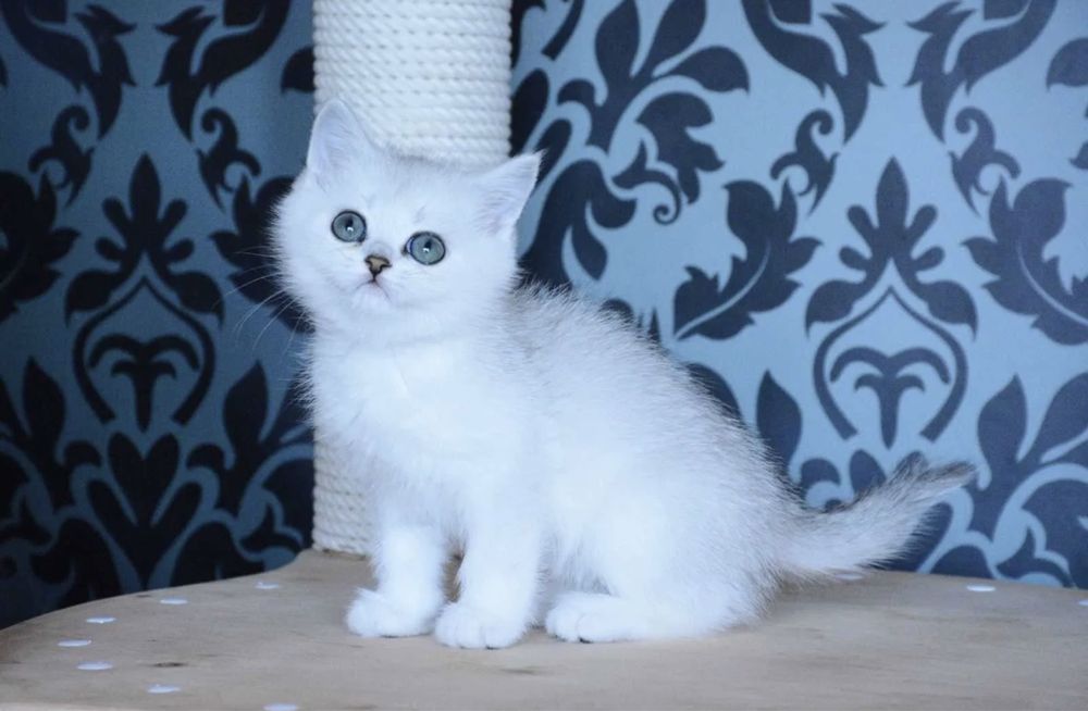 Продается котята серебристая шиншила