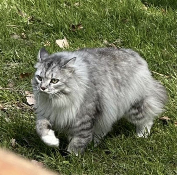 Кот, мышелов, породистый
