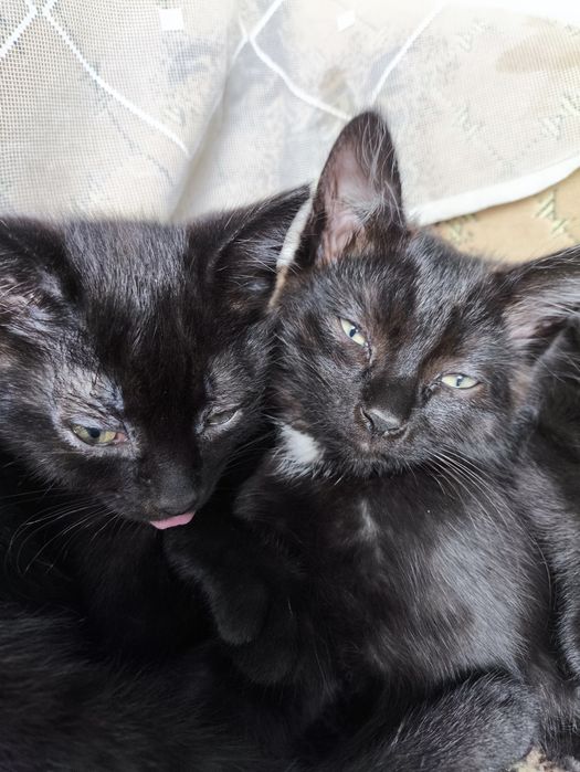 Котята ищут дом,