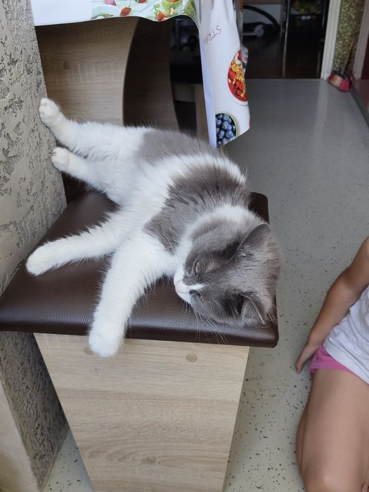 Donez pisica de companie