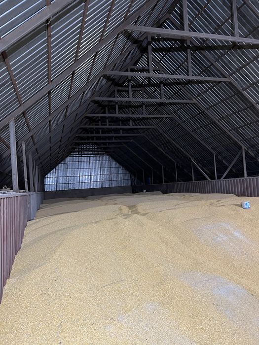 Кукуруза зерновая