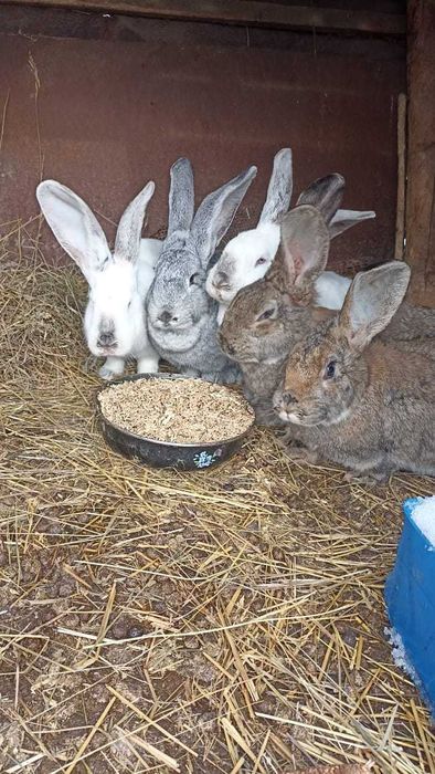 кролики советский великан