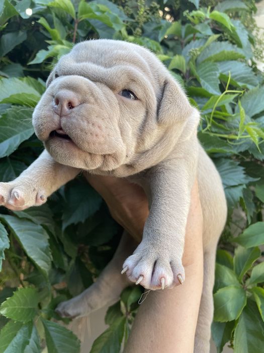 Американский булли