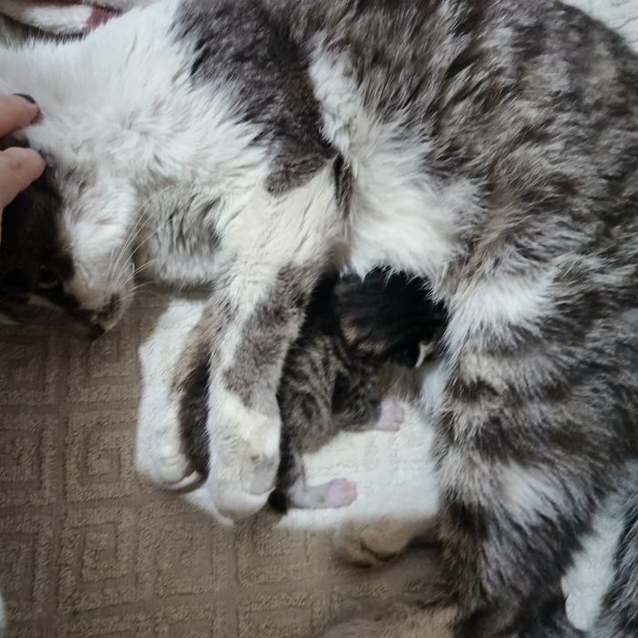 Mushuk bolasi va onasi