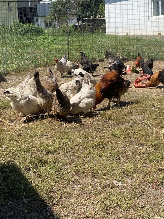 Продам домашние куры