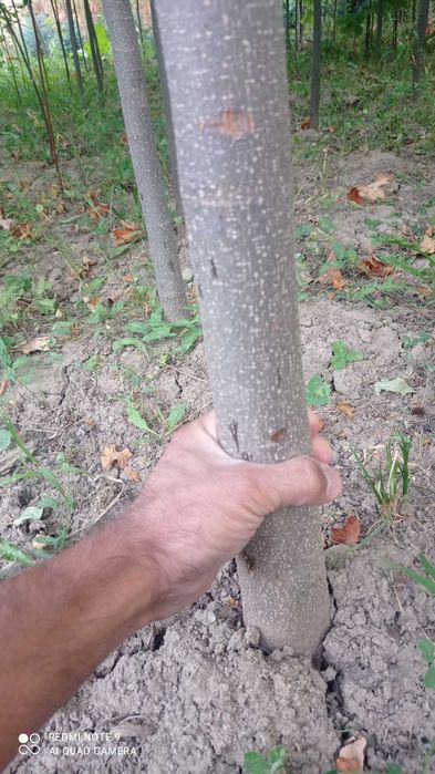 Манзаралар дарахт ва арчалар