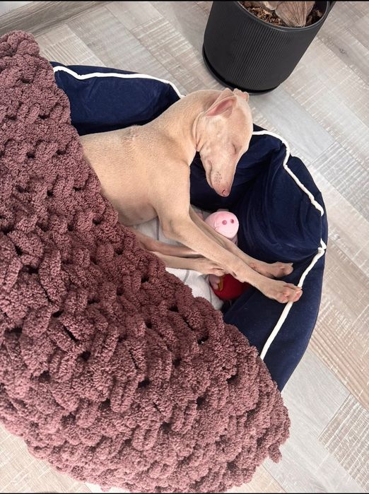 левретка (женска), на 5 месеца. Italian greyhound
