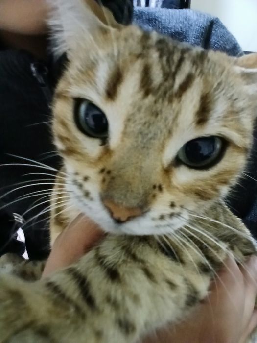 кошка бенгалиский