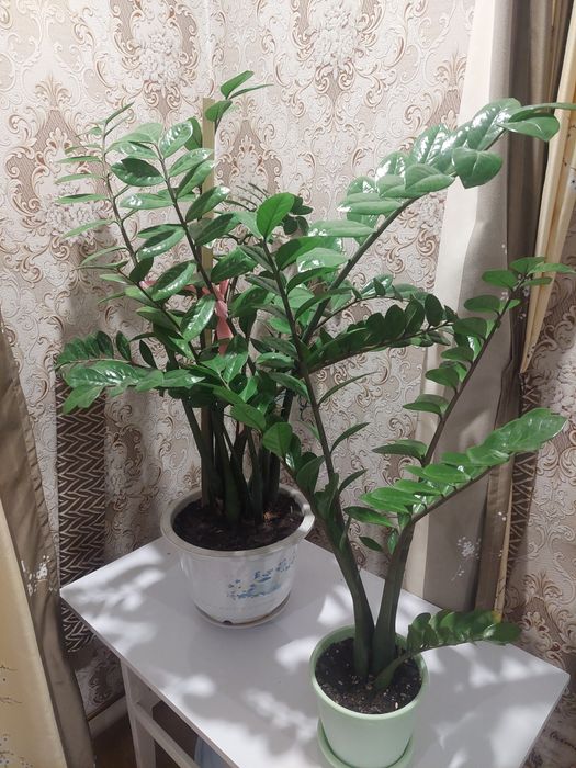 Продам долларовые деревья