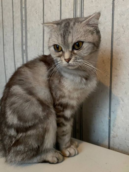 Продам вислоухих котят.